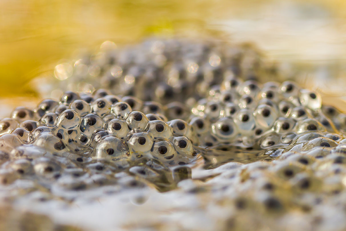 frogspawn