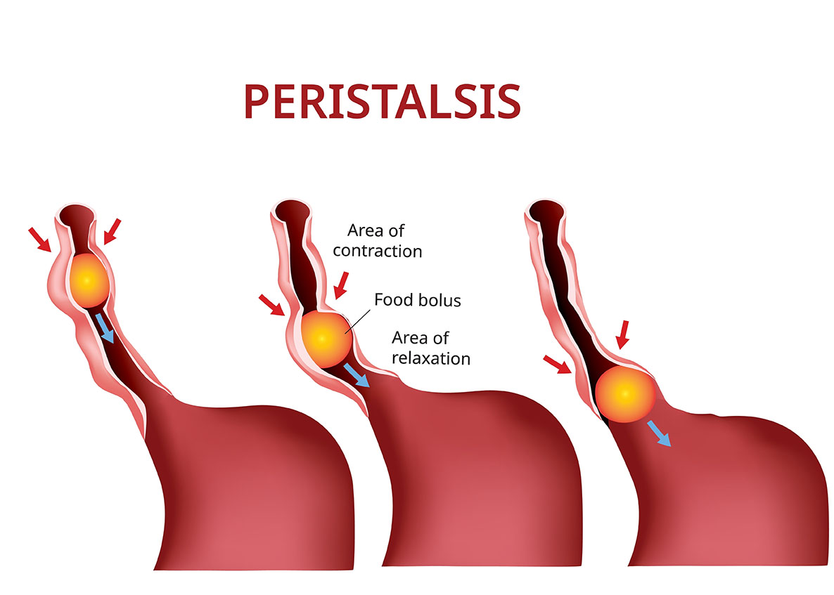 peristalsis