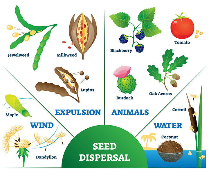 seed dispersal