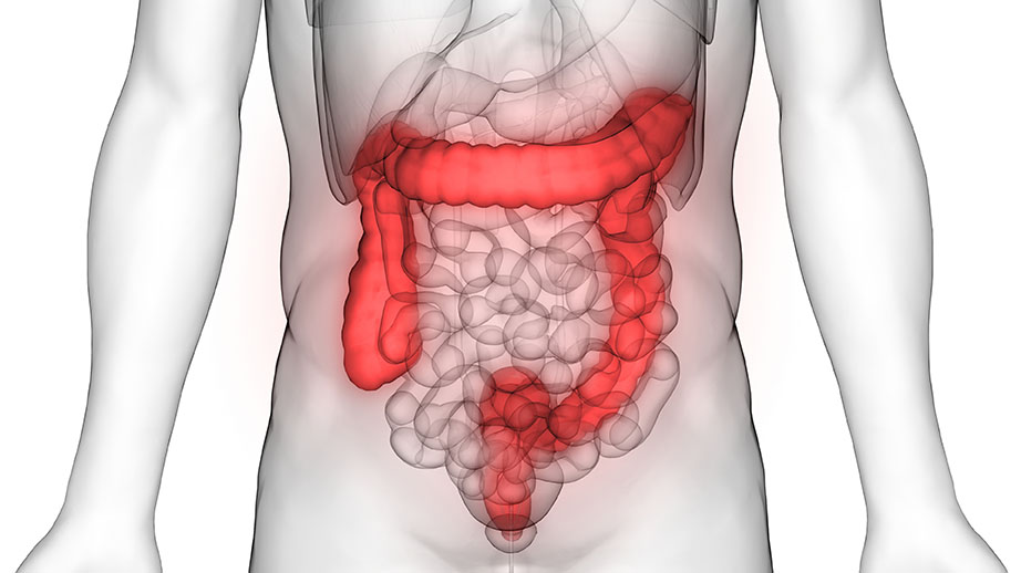 large intestine