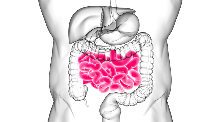 small intestine