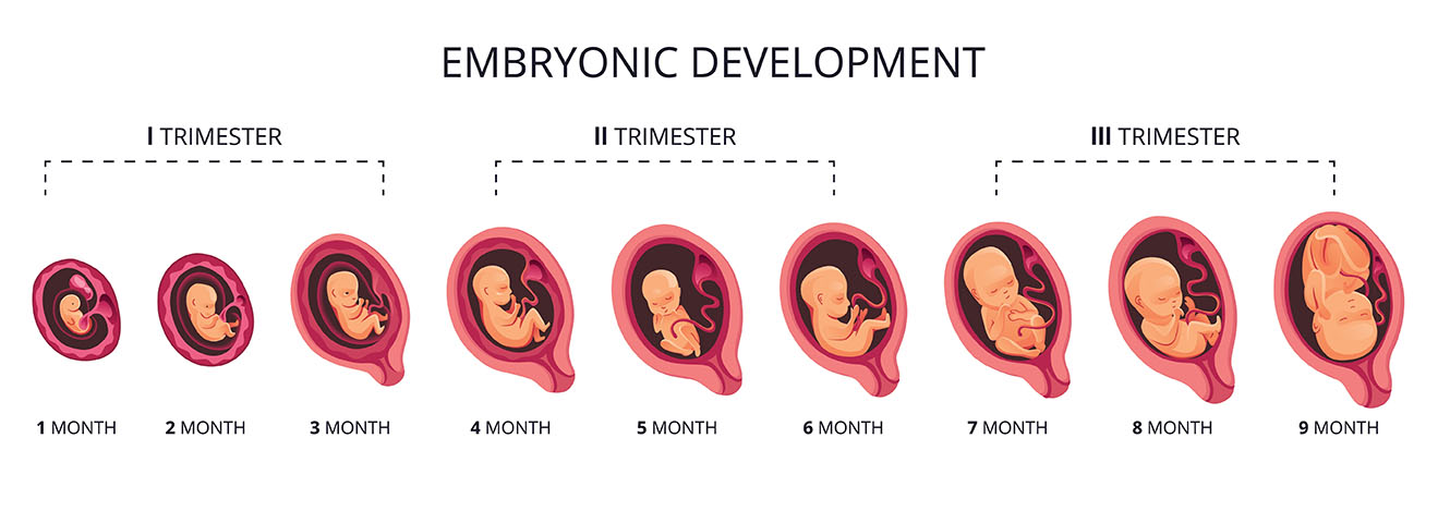 trimester