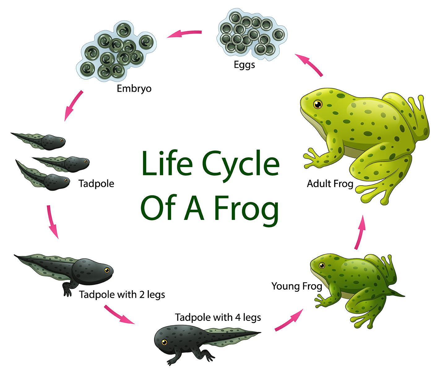 life cycle