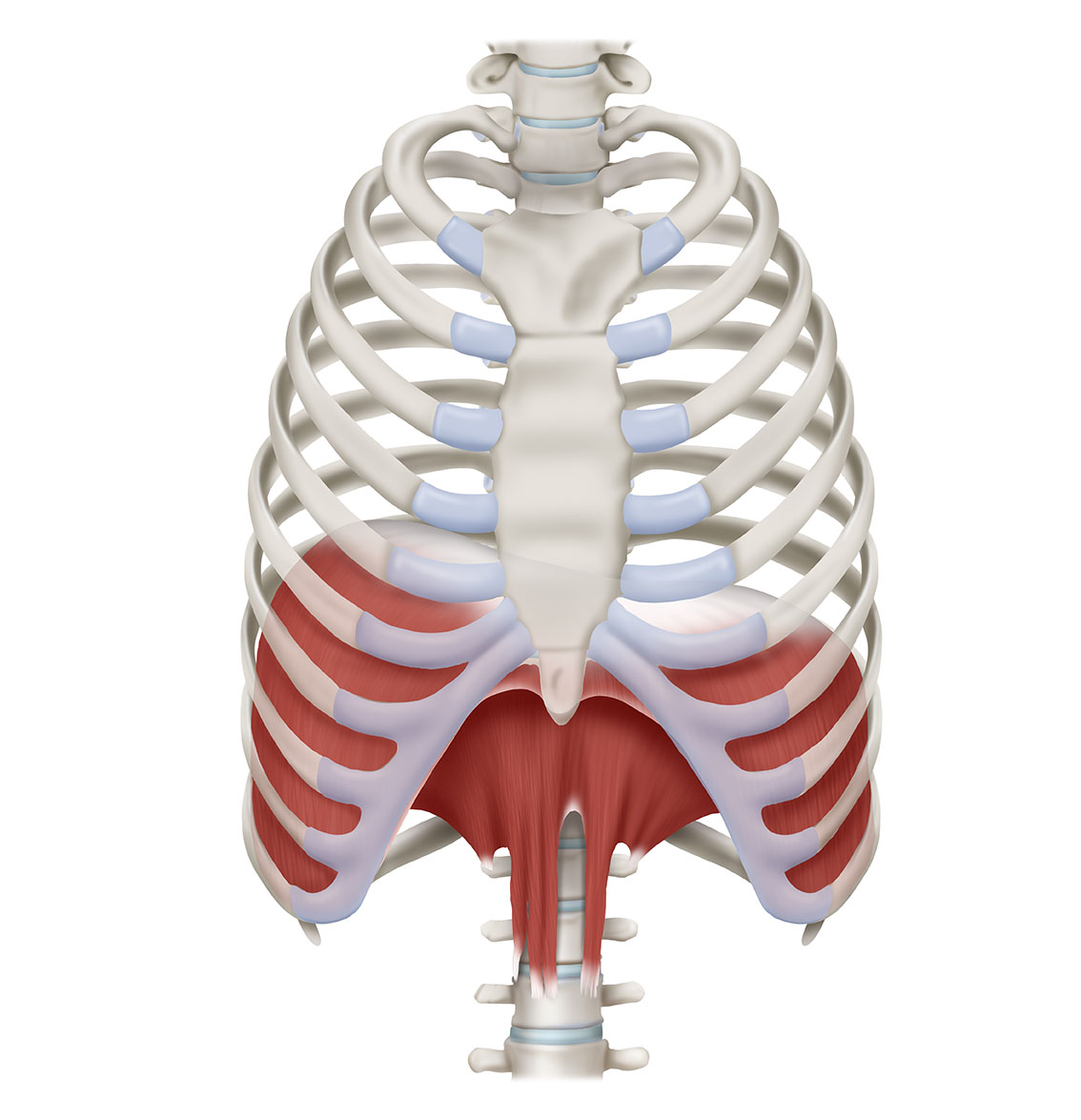 diaphragm