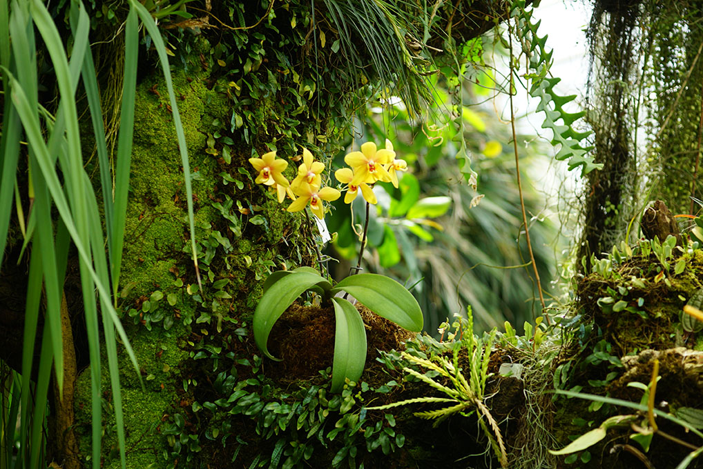 epiphytes