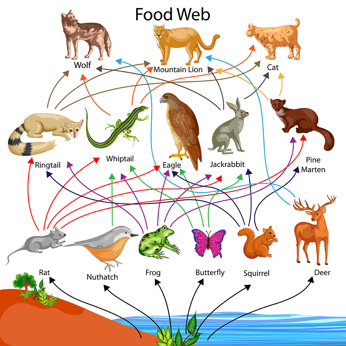 food web