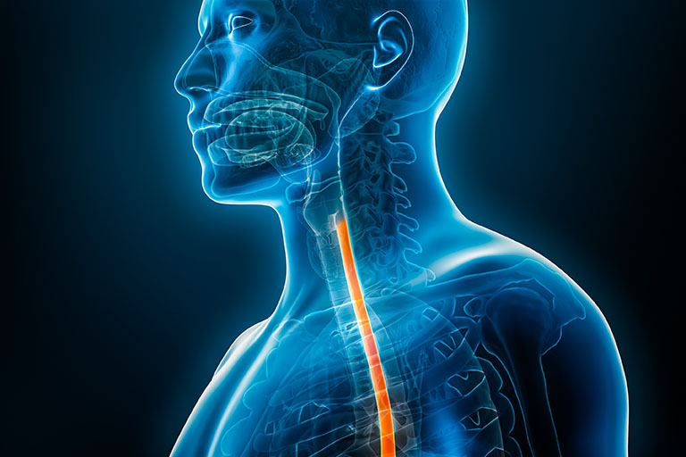 oesophagus