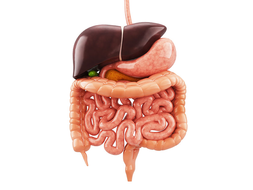 digestive system