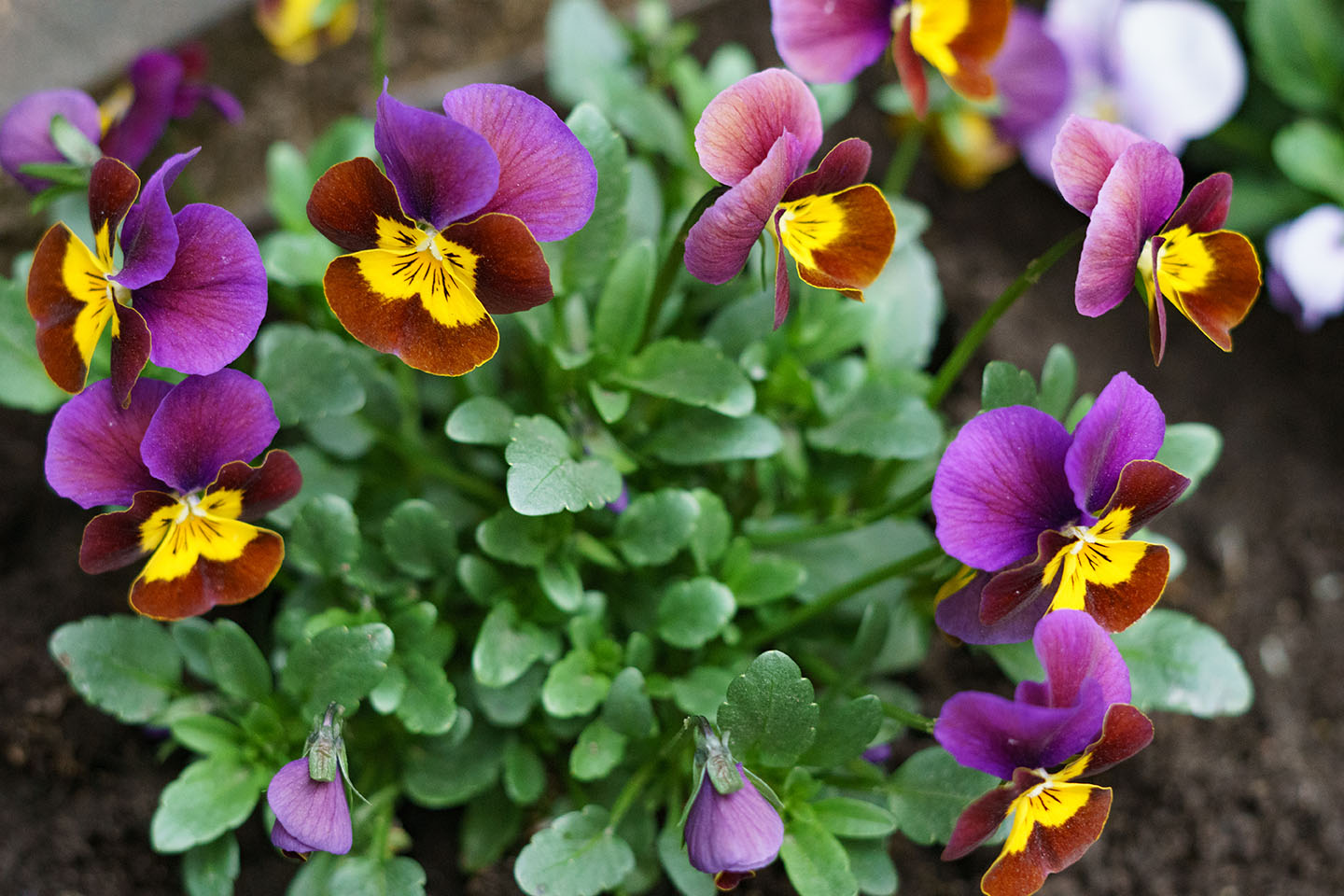 flowering plant