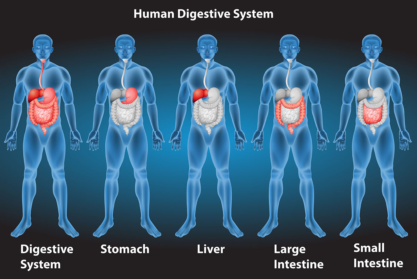 digestive system