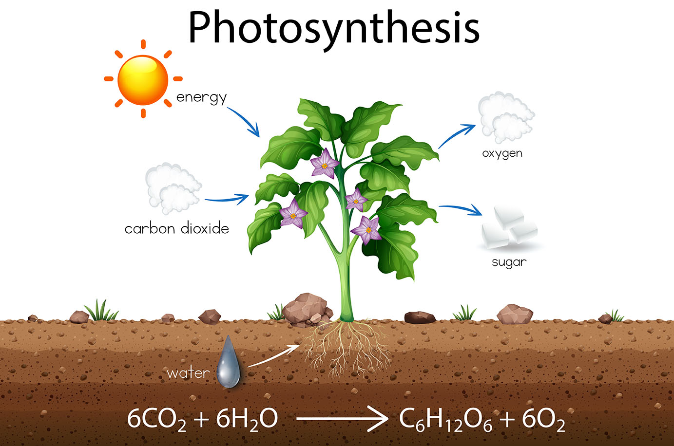 photosynthesis