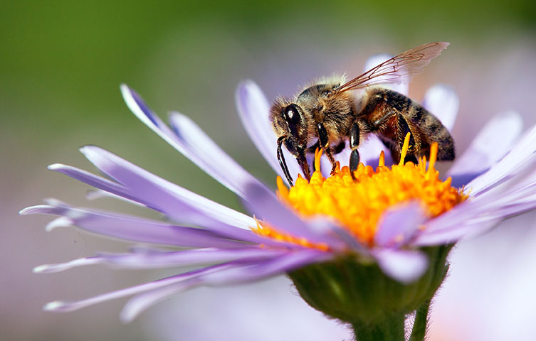 pollinator