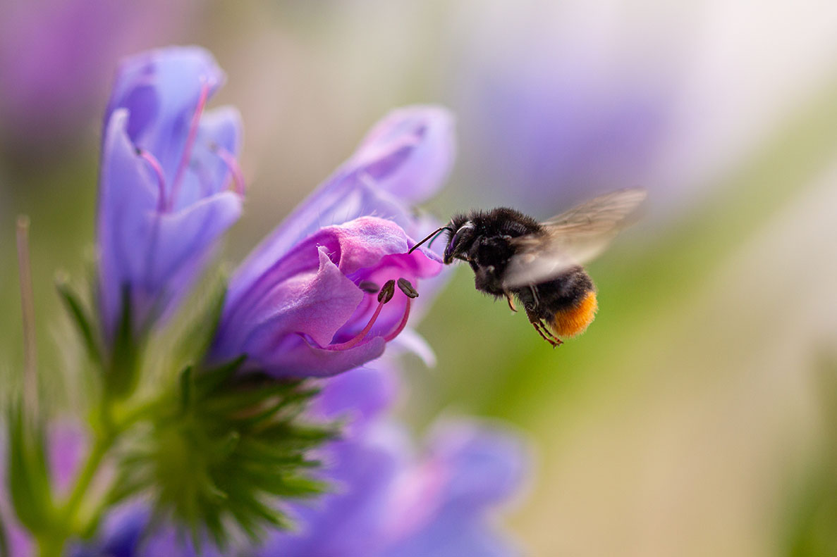 pollinator