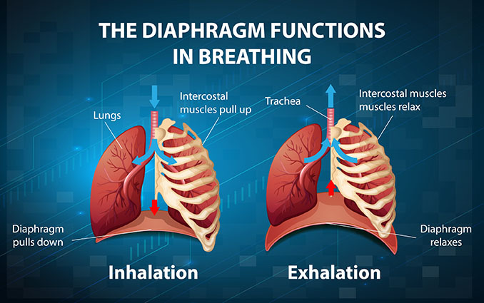 diaphragm