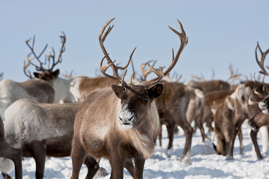 caribou