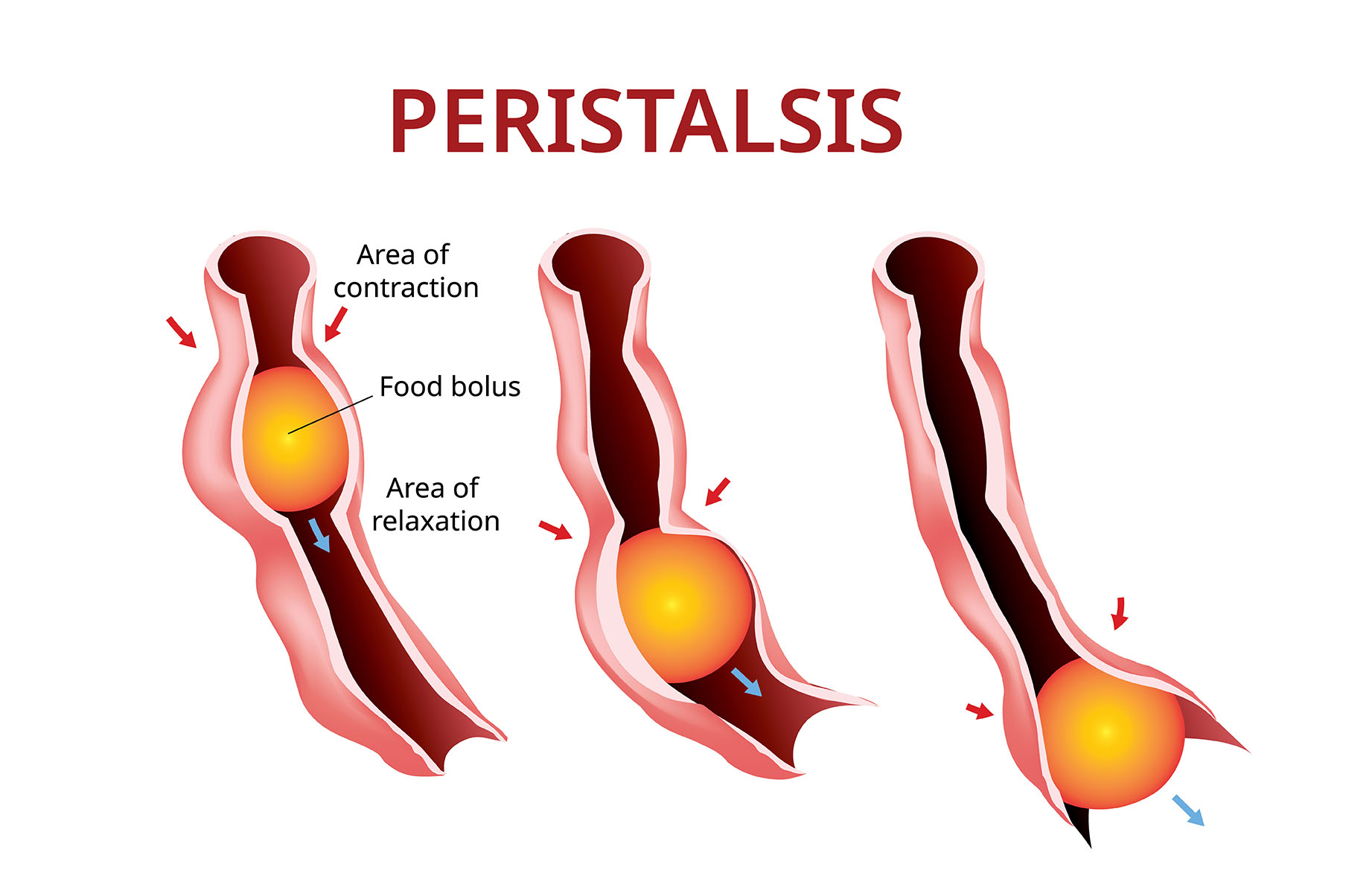 peristalsis