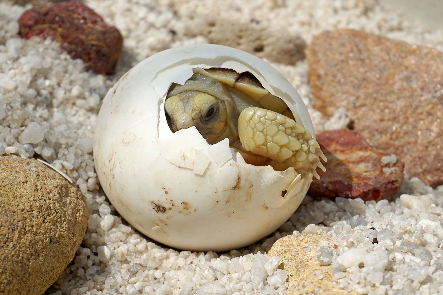 hatchling