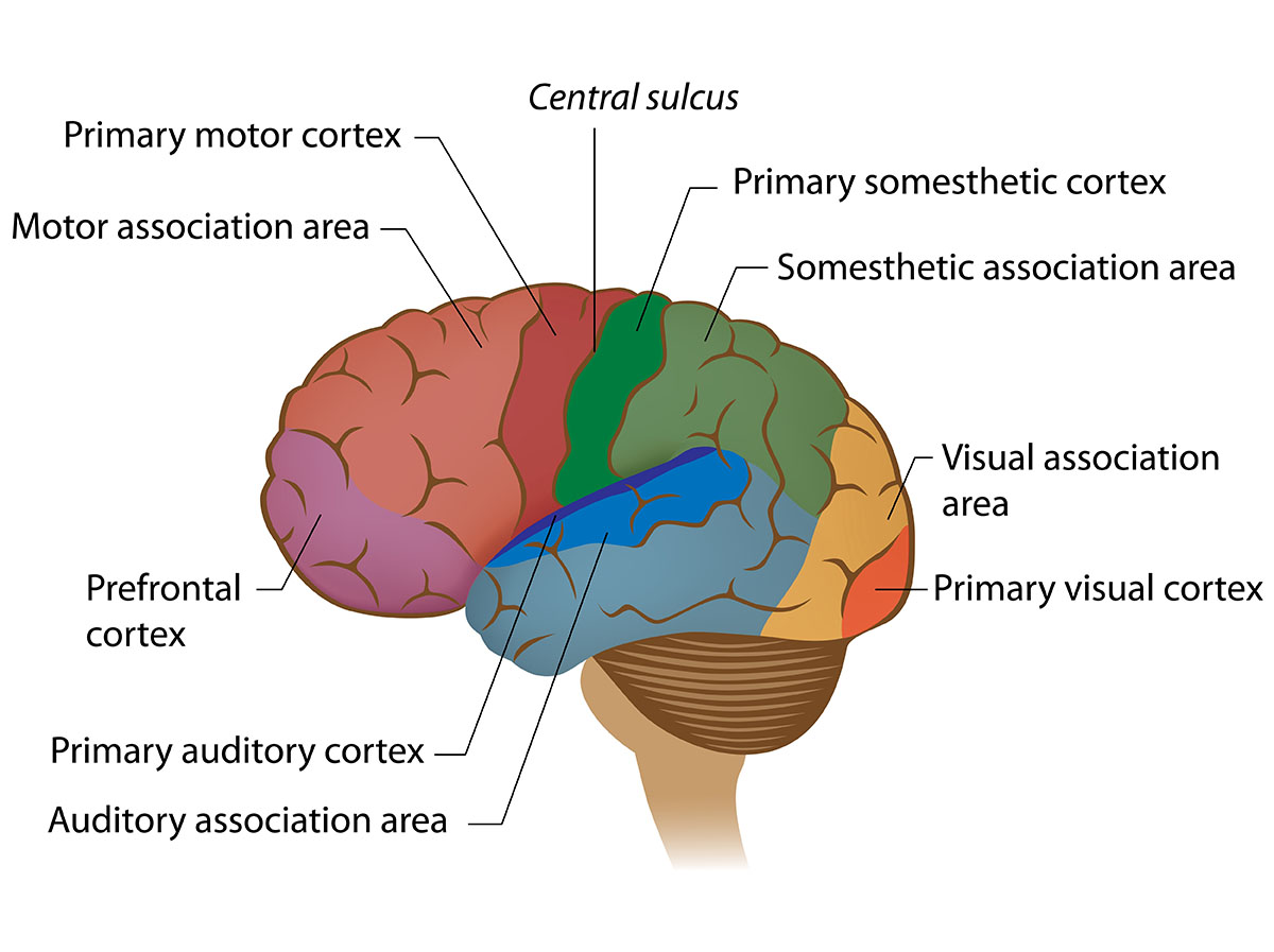 cortex