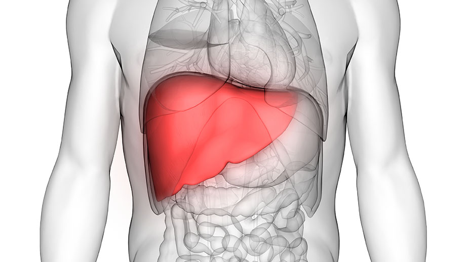 liver