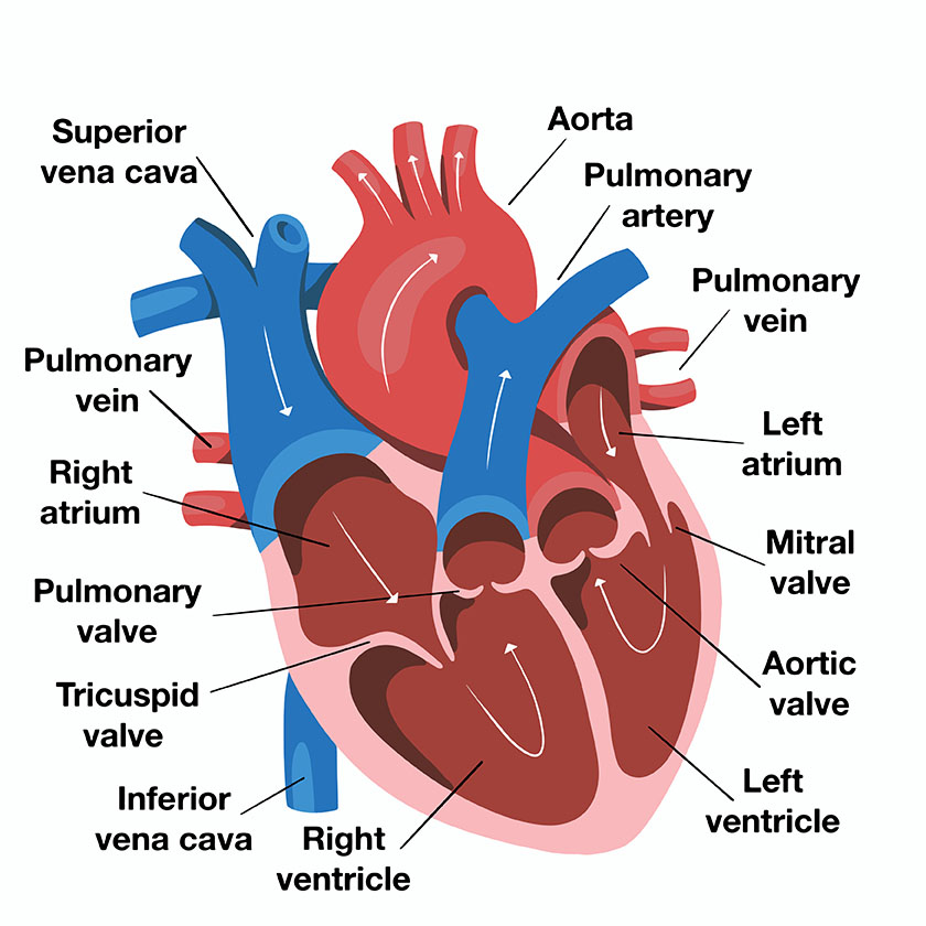 ventricle