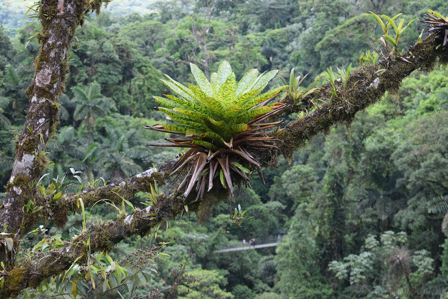 epiphytes