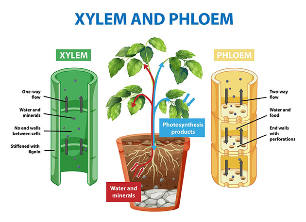 phloem