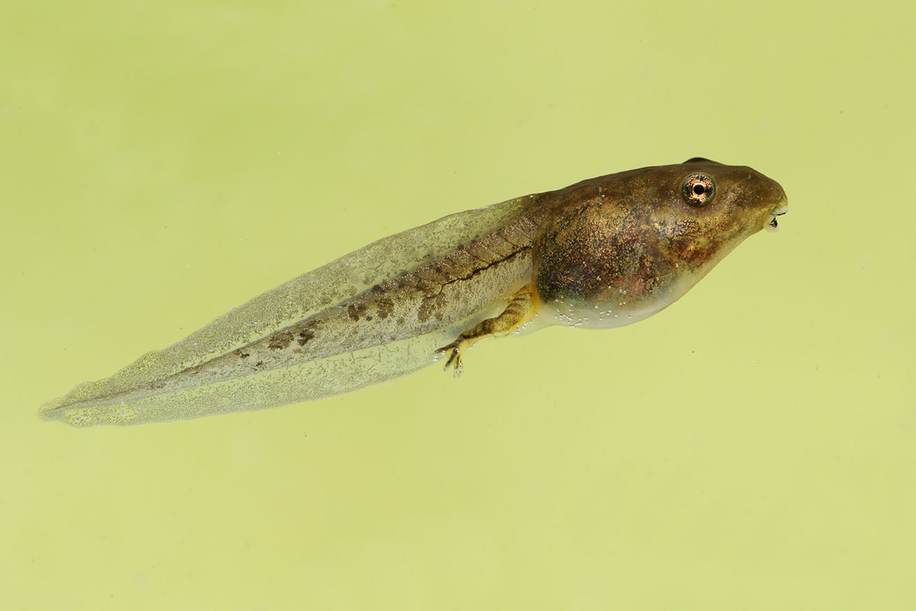 tadpole