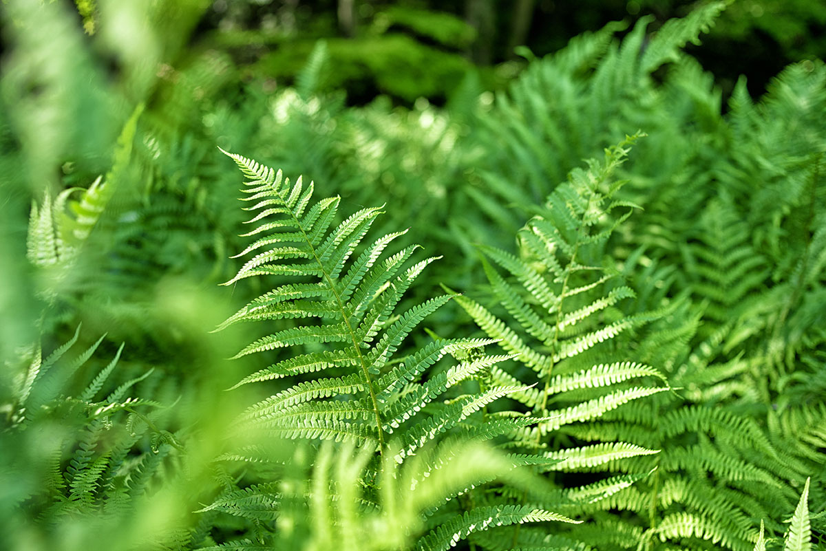 fern