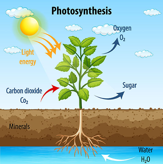 photosynthesis