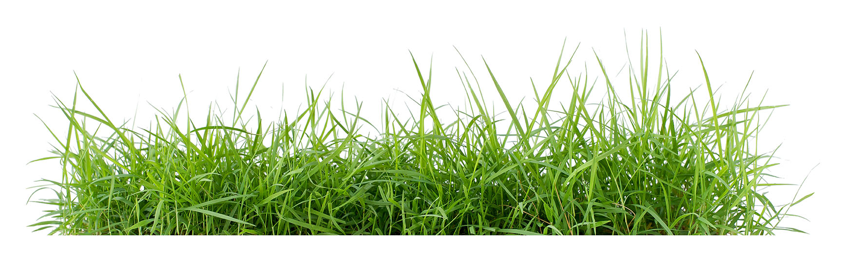 grass