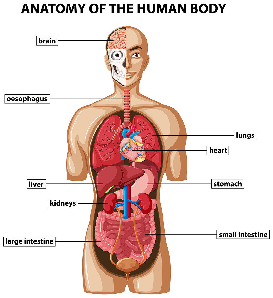 oesophagus